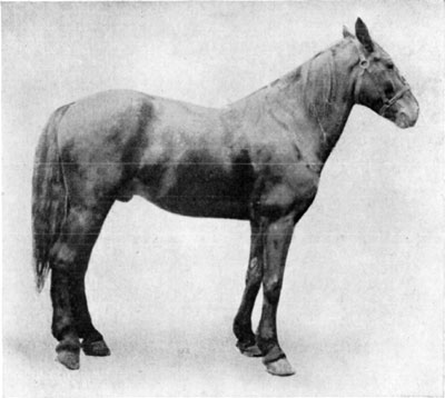 Fig. 21—Contraction of the deep flexor tendon
(perforans) of the right hind leg, due to tendinitis. Fig. 21—Contraction of the deep flexor tendon
(perforans) of the right hind leg, due to tendinitis.