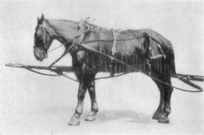 Fig. 32—''Pointing''—the position assumed by horse having
unilateral navicular disease. Fig. 32—''Pointing''—the position assumed by horse having
unilateral navicular disease.