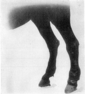 Fig. 61—Chronic lymphangitis. Showing hypertrophy of the
left hind leg, due to repeated inflammation. Fig. 61—Chronic lymphangitis. Showing hypertrophy of the
left hind leg, due to repeated inflammation.