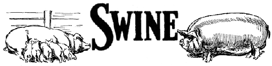 SWINE HEADER SWINE HEADER
