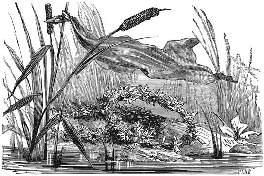 Bladerkrans liggend tussen het riet.