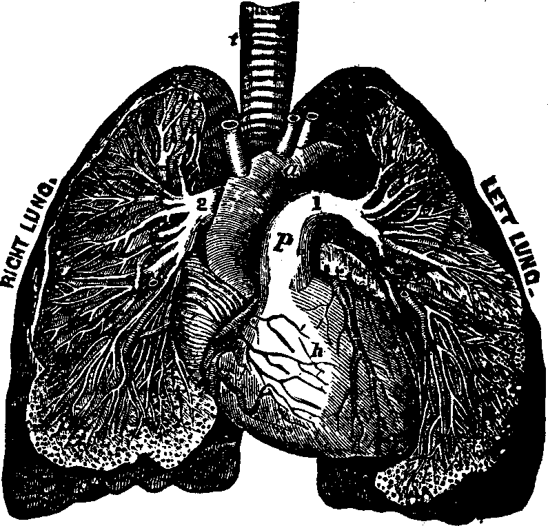 Illustration:
Fig. 40. General view of the heart and lungs,