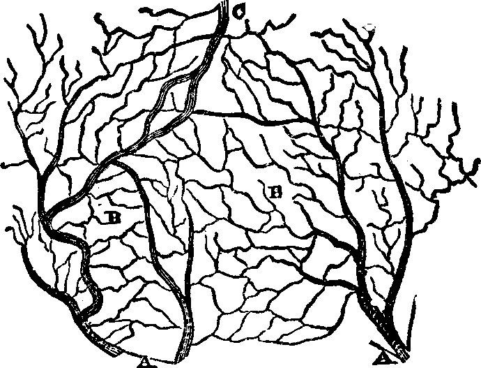 Illustration:
Fig. 46: An ideal view of the papillæ.