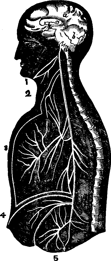 Illustration:
Fig. 60. Section of the brain and an ideal view of the pneumogastric nerve
on one side, with its branches,