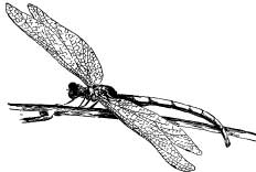 Dragon Flies Dragon Flies