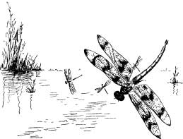 Dragon Flies Dragon Flies