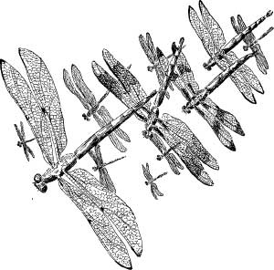 Dragon Flies Dragon Flies