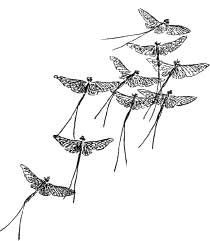 Stone Flies Stone Flies