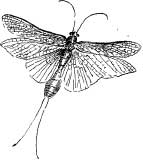 Stone Flies Stone Flies