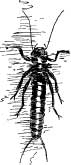 Stone Flies Stone Flies