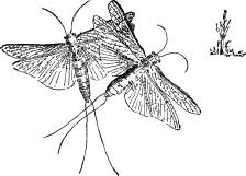 Stone Flies Stone Flies