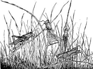 Grasshopper Tribes Grasshopper Tribes