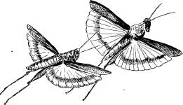 Grasshopper Tribes Grasshopper Tribes