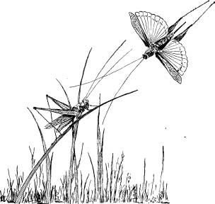 Grasshopper Tribes Grasshopper Tribes