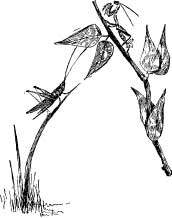 Grasshopper Tribes Grasshopper Tribes