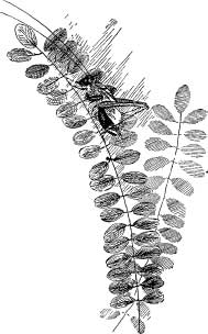 Pretty Katydids Pretty Katydids