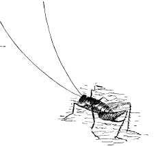 Cricket-like Grasshoppers Cricket-like Grasshoppers