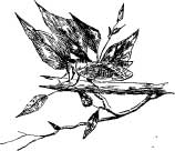 Friend Cicada Friend Cicada