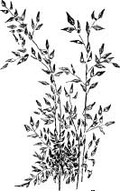 Pretty Leaf Hoppers Pretty Leaf Hoppers