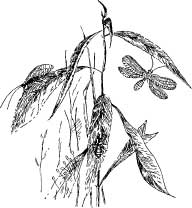 Fairy Lacewing Fairy Lacewing