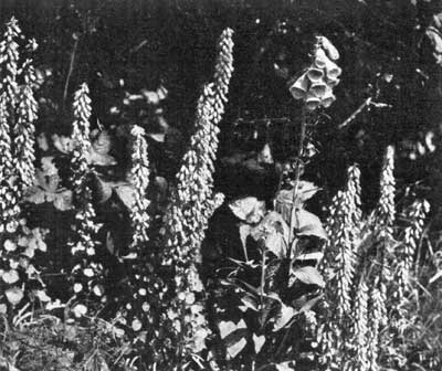 A Kerry ditchbank A Kerry ditchbank