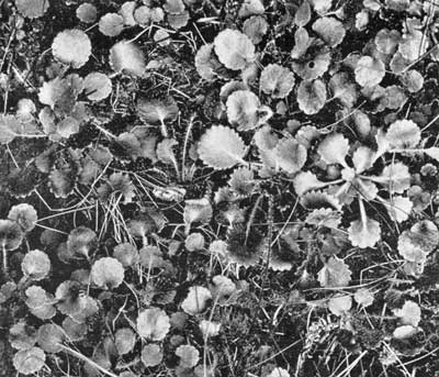 Saxifraga umbrosa Saxifraga umbrosa