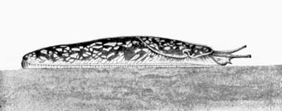 The Kerry Slug The Kerry Slug