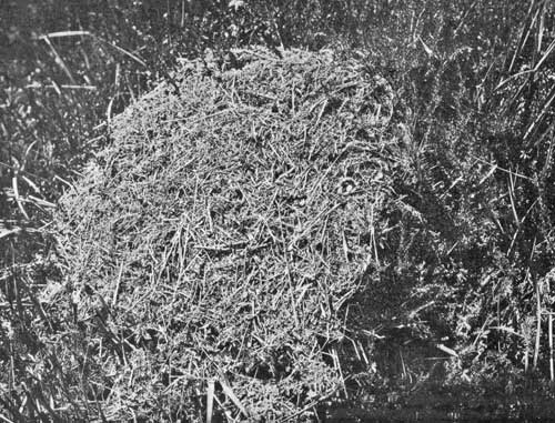 Nest of Wood Ant Nest of Wood Ant