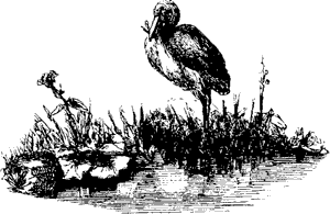 The Parrot who Played the Master Pic 2 The Parrot who Played the Master Pic 2