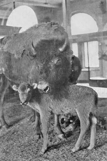MOTHER BISON MOTHER BISON
