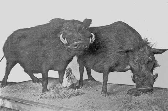 FOREST PIGS FOREST PIGS