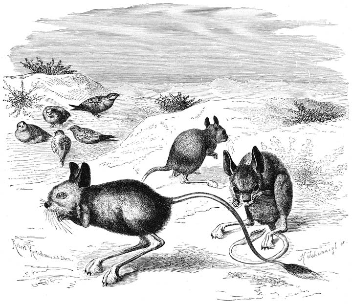 Woestijn-springmuis (Dipus aegyptius). ½ v.d. ware grootte.