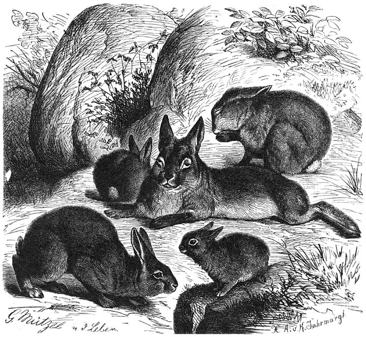 Konijn (Lepus cuniculus). ⅙ v.d. ware grootte.