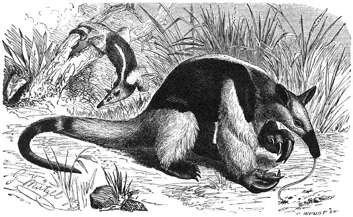 Tamandoea (Tamandua tetradactyla). ⅓ v.d. ware grootte.