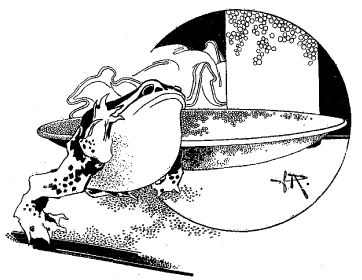 Derrière la statue insensible, une grenouille était cachée Derrière la statue insensible, une grenouille était cachée