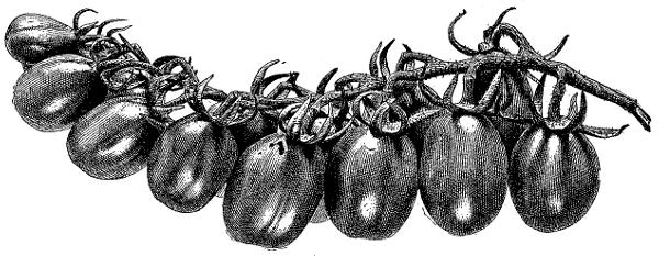 FIG. 8—YELLOW PLUM TOMATO, SHOWING MOST USUAL FORM OF CLUSTER FIG. 8—YELLOW PLUM TOMATO, SHOWING MOST USUAL FORM OF CLUSTER