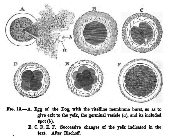 Fig. 13.--a. Egg of the Dog, With The Vitelline Membrane Burst, So As to Give Exit To the Yelk, The Germinal Vesicle (a), And Its Included Spot (b). B. C. D. E F. Successive Changes of the Yelk Indicated in the Text. After Bischoff.