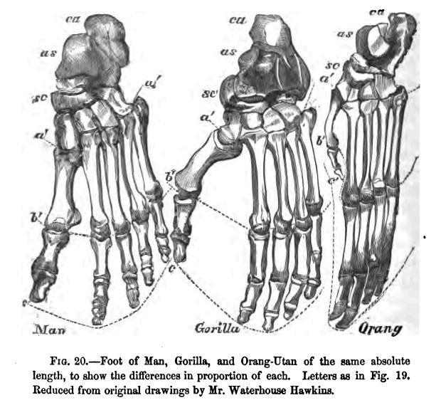 Fig 20.--foot of Man, Gorilla, and Orang-utan Of the Same Absolute Length, to Show the Differences in Proportion of Each. Letters As in Fig. 18. Reduced from Original Drawings by Mr. Waterhouse Hawkins.