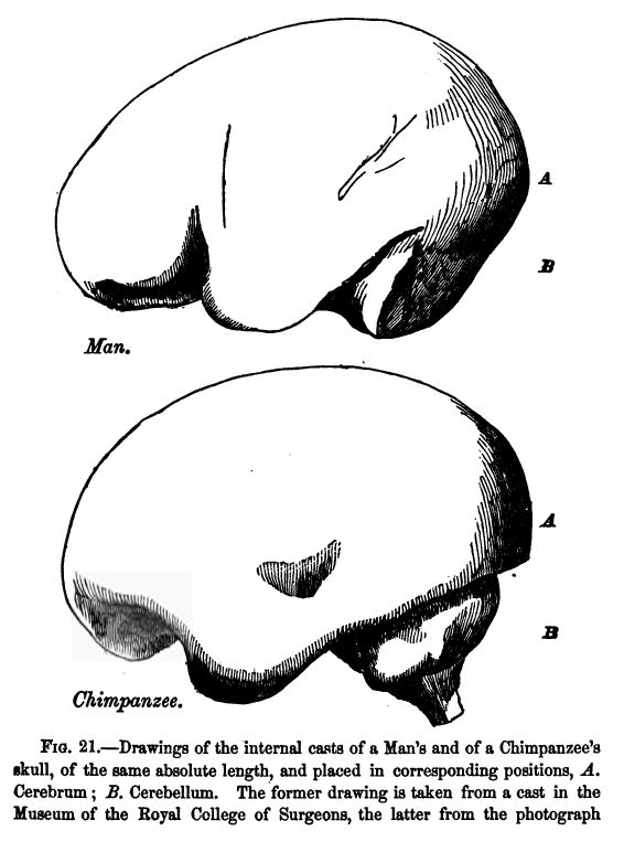 Fig. 21.--drawings of the Internal Casts Of a Man's And Of a Chimpanzee's Skull, of the Same Absolute Length, and Placed In Corresponding Positions. 'a'. Cerebrum; 'b'. Cerebellum. The Former Drawing is Taken from a Cast in the Museum of The Royal College Of Surgeons, the Latter from The Photograph of The Cast Of a Chimpanzee's Skull, Which Illustrates the Paper by Mr. Marshall 'on The Brain of The Chimpanzee' in the 'natural History Review' for July, 1861. The Sharper Definition of the Lower Edge Of The Cast Of The Cerebral Chamber in The Chimpanzee Arises from the Circumstance That The Tentorium Remained In That Skull and Not in the Man's. The Cast More Accurately Represents The Brain in Chimpanzee Than In the Man; and The Great Backward Projection Of the Posterior Lobes of The Cerebrum Of The Former, Beyond The Cerebellum, is Conspicuous.