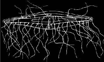 Fig. 69. Attitude assumed by Oceania when disturbed. Fig. 69. Attitude assumed by Oceania when disturbed.