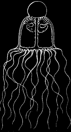 Fig. 91. Turris vesicaria; natural size. Fig. 91. Turris vesicaria; natural size.