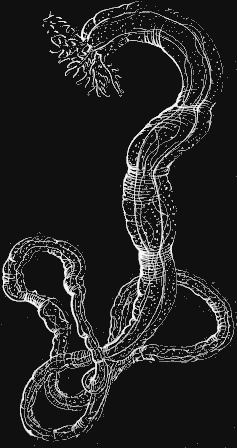 Fig. 124. Synapta, natural size. Fig. 124. Synapta, natural size.