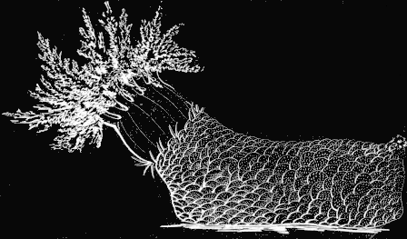 Fig. 127. Cuvieria; natural size. Fig. 127. Cuvieria; natural size.