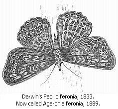 Darwin's Papilio feronia, 1833.