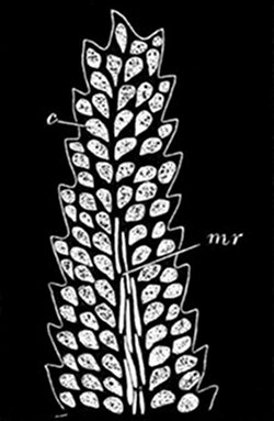 Fig. 33.

Moss-leaf magnified.
(From life.)

Showing the cells c,
each of which can take in
and work up its own food.
mr, Long cells of the mid-rib.