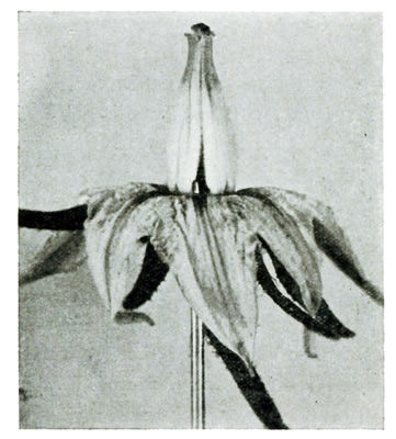 Figure 2.&mdash;The tomato flower. Varieties differ in