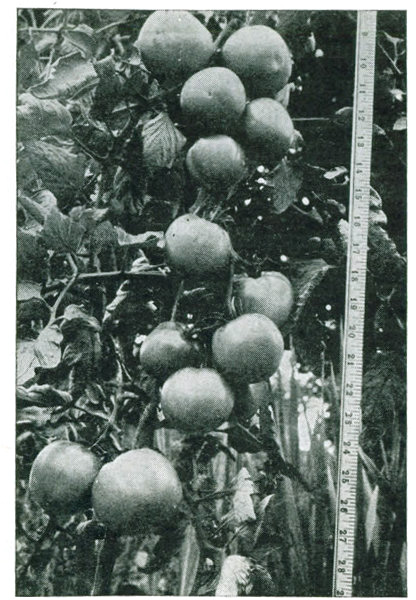 Figure 16.&mdash;Fine clusters on trained plants.