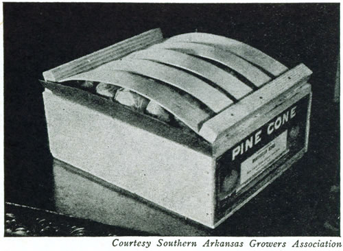 Courtesy Southern Arkansas Growers Association</p>

<p>Figure 22.&mdash;The lug box is the most widely used of all tomato
packages. This is well packed and labeled but shows too much
bulge making for difficulty in loading and handling and increasing
danger of bruising the upper fruits.