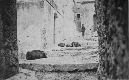 “Occasionally in Mola a savage mother with her shoats
takes up a good share of the way.”