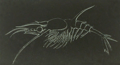 Penus larva in the Mysis stage